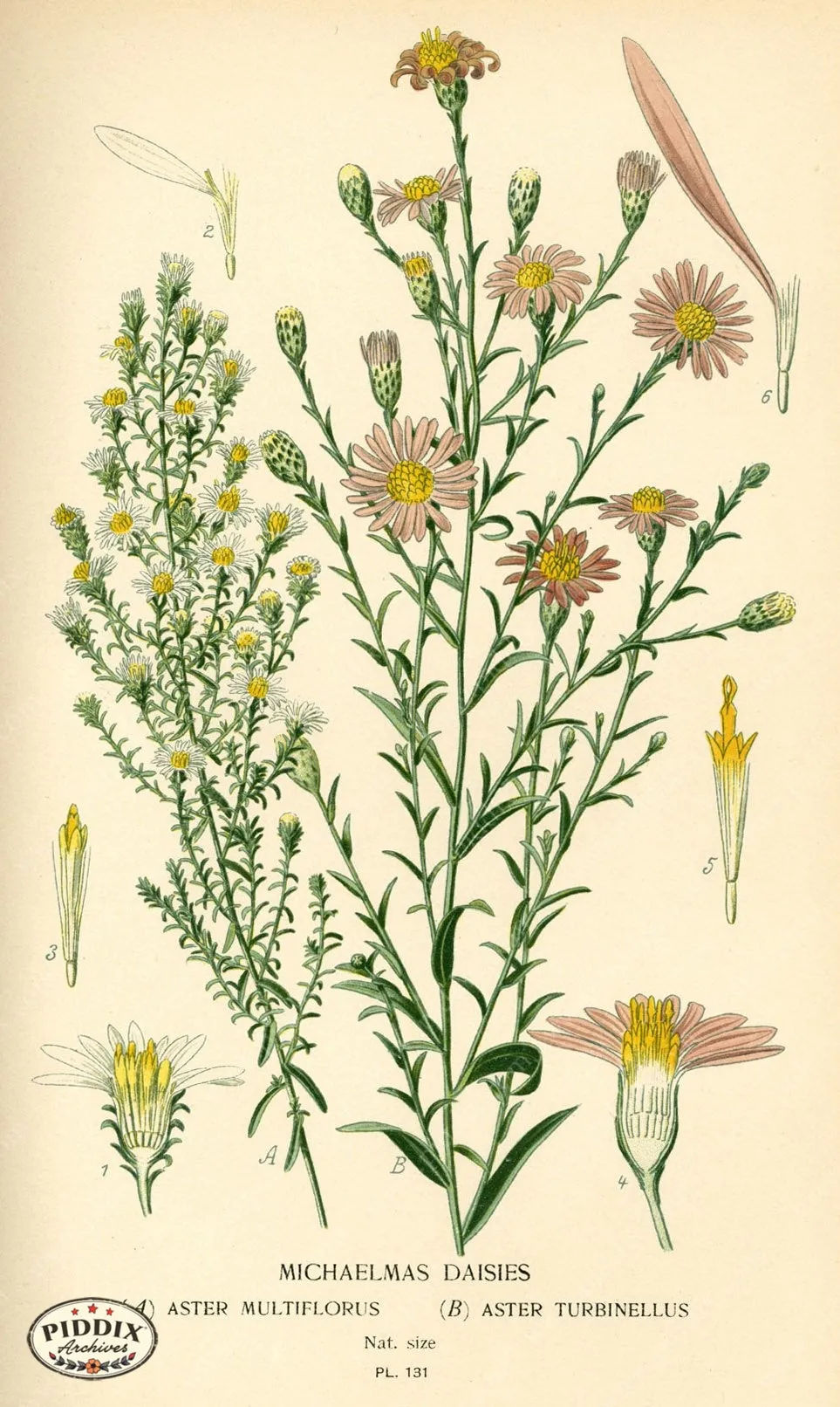 PDXC3980 -- Flowers