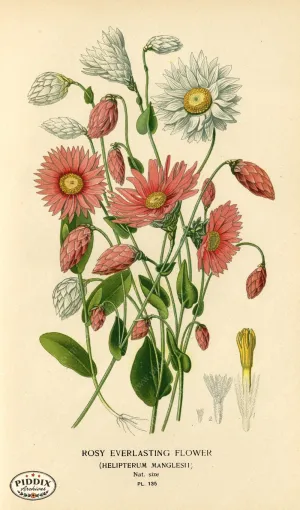 PDXC3984 -- Flowers