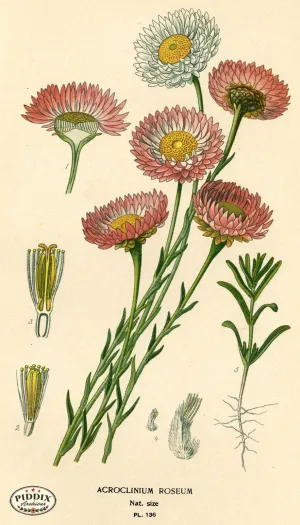 PDXC3985 -- Flowers
