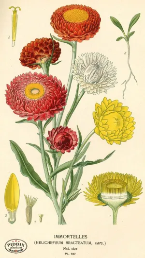 PDXC3986 -- Flowers