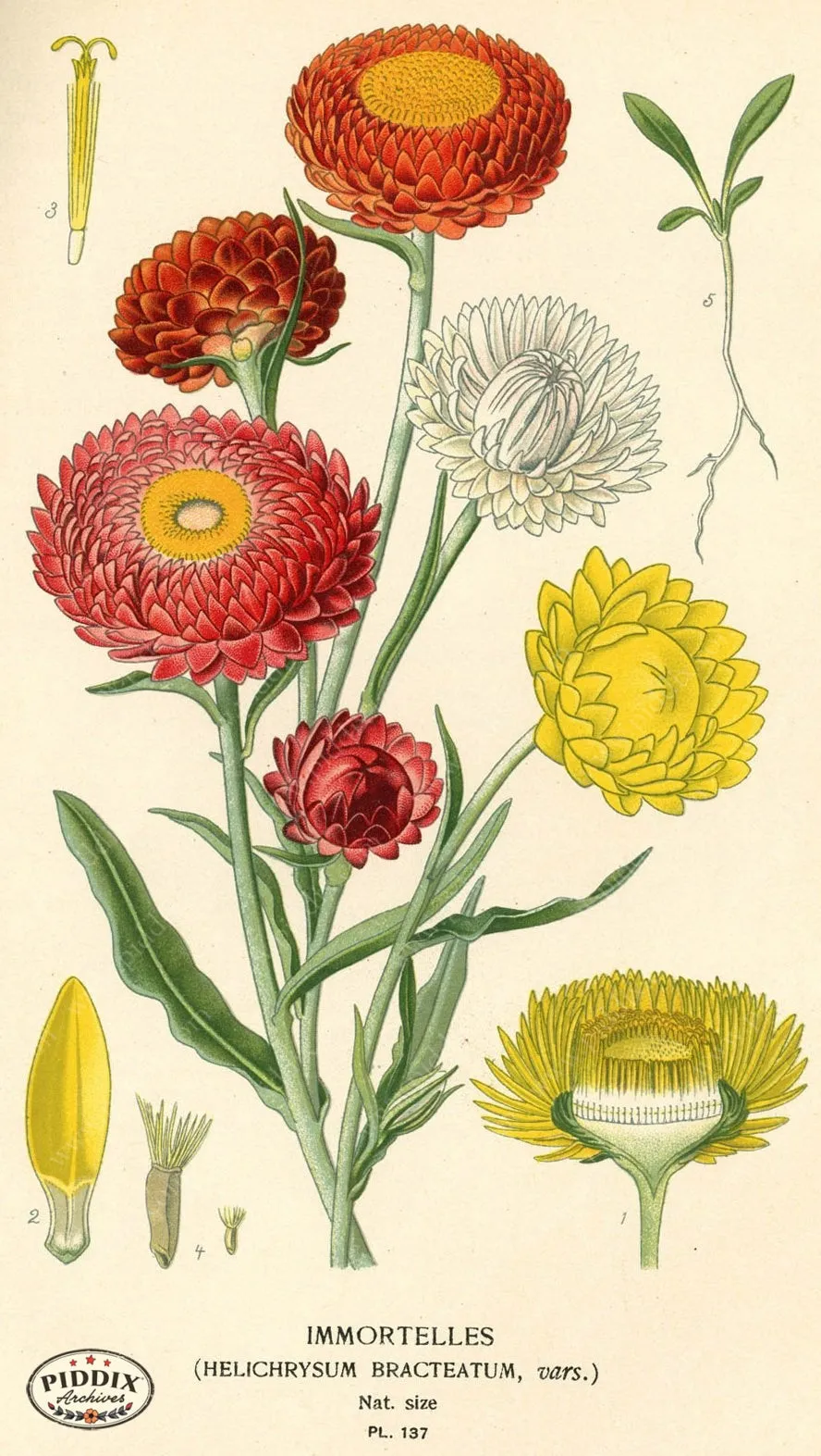 PDXC3986 -- Flowers