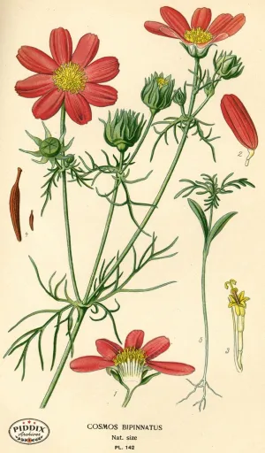 PDXC3987 -- Flowers