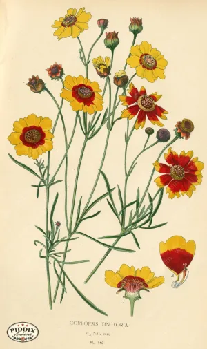 PDXC3988 -- Flowers