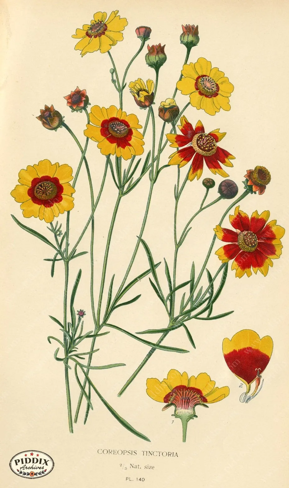PDXC3988 -- Flowers