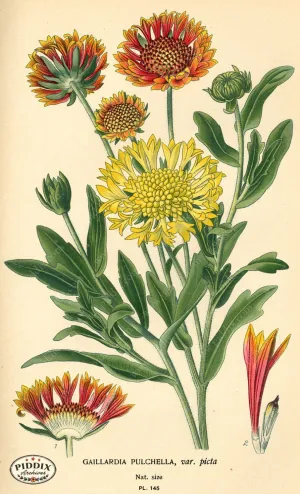 PDXC3991 -- Flowers