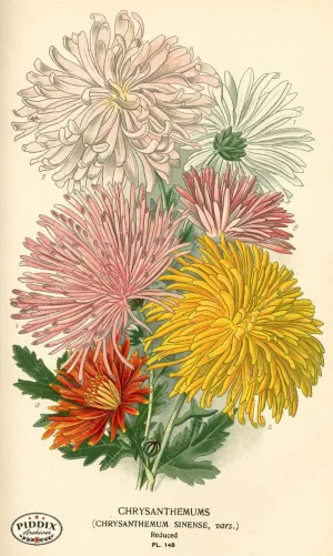 PDXC3994 -- Flowers