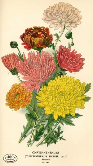 PDXC3995 -- Flowers