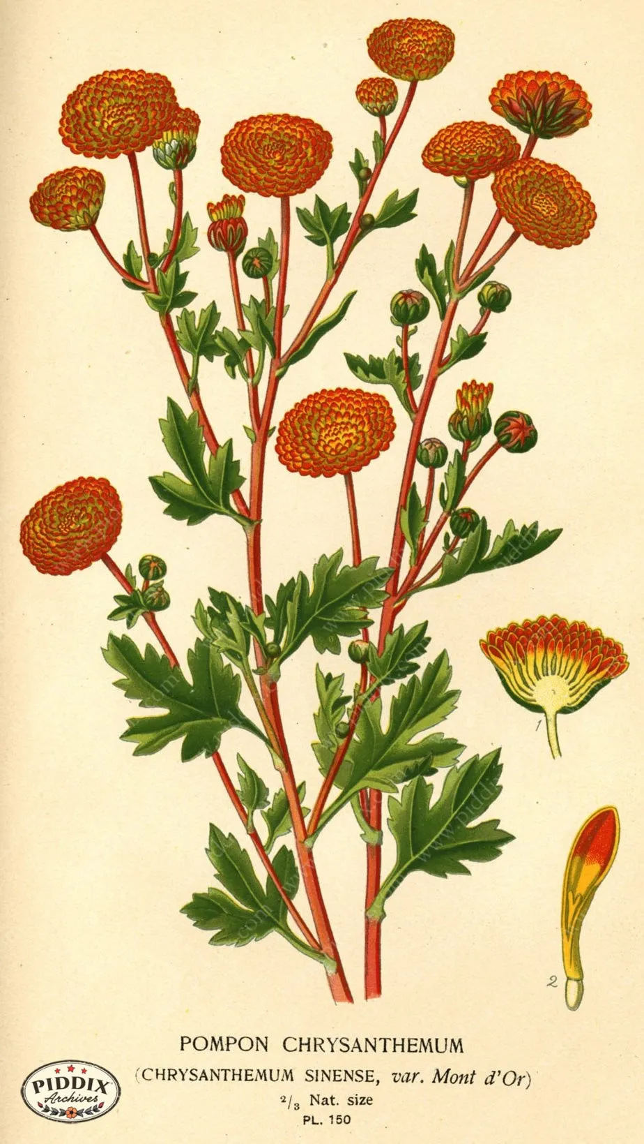 PDXC3996 -- Flowers