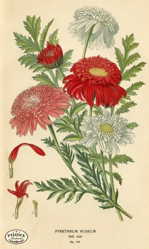 PDXC3997 -- Flowers