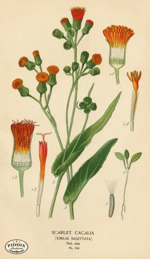 PDXC4001 -- Flowers
