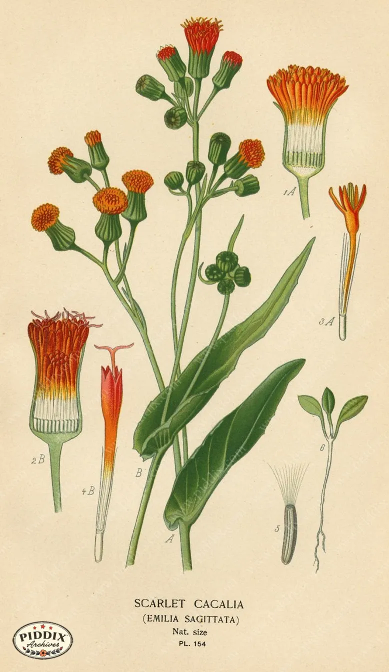 PDXC4001 -- Flowers