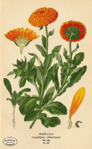 PDXC4002 -- Flowers