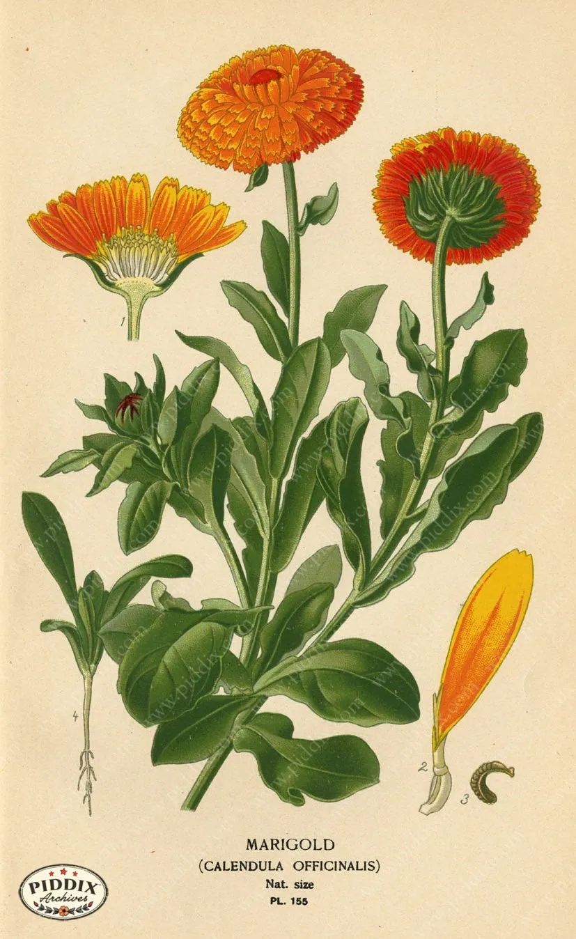 PDXC4002 -- Flowers