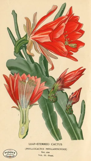 PDXC4003 -- Flowers