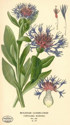 PDXC4006 -- Flowers