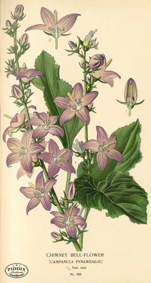 PDXC4009 -- Flowers