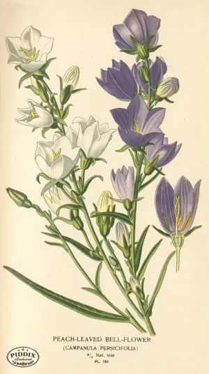 PDXC4010 -- Flowers