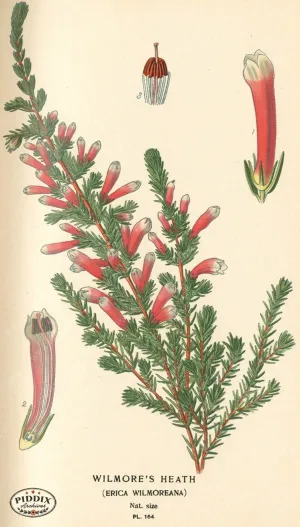 PDXC4013 -- Flowers