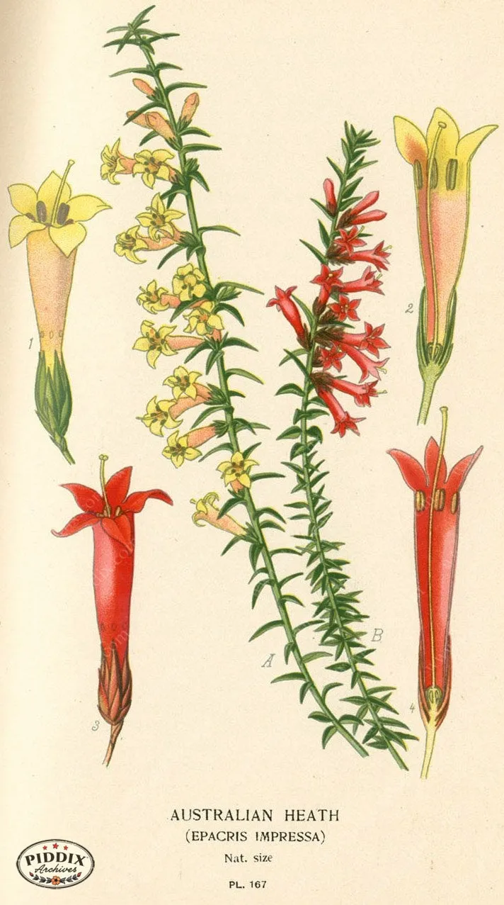 PDXC4015 -- Flowers