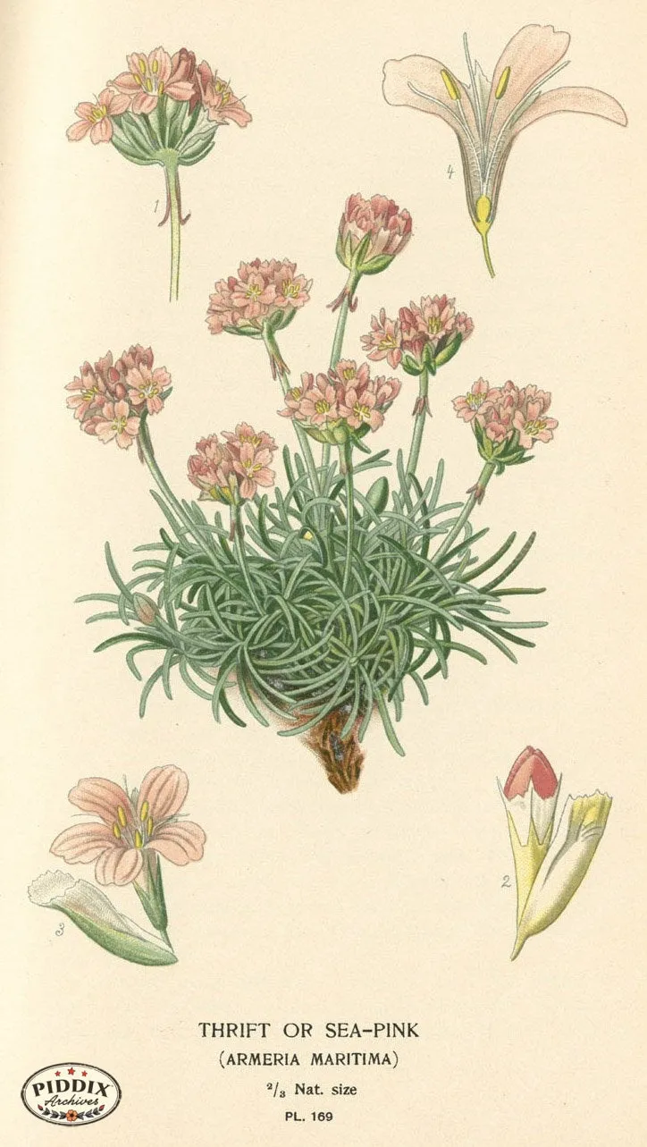 PDXC4017 -- Flowers