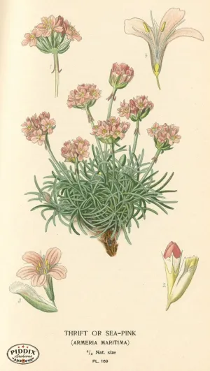 PDXC4017 -- Flowers