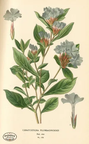 PDXC4018 -- Flowers