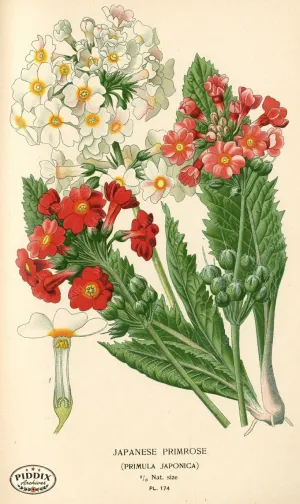 PDXC4022 -- Flowers
