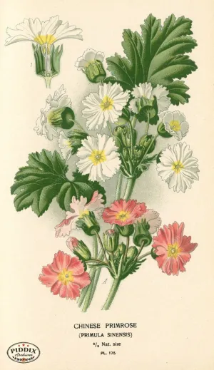 PDXC4023 -- Flowers