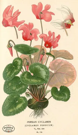 PDXC4024 -- Flowers