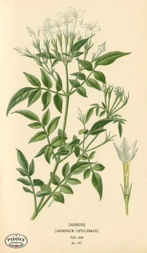 PDXC4025 -- Flowers