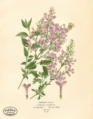 PDXC4026 -- Flowers