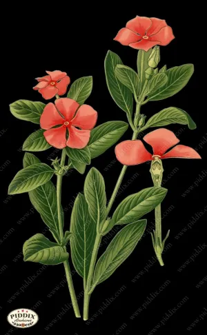 PDXC4027b -- Original Flower Collages