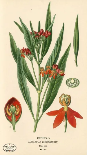 PDXC4029 -- Flowers