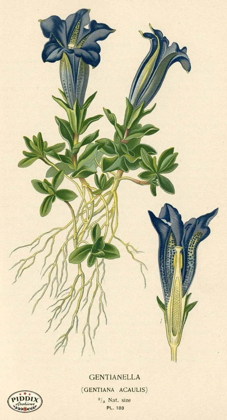 PDXC4030 -- Flowers