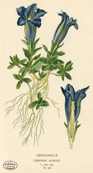 PDXC4030 -- Flowers