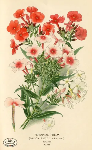 PDXC4032 -- Flowers