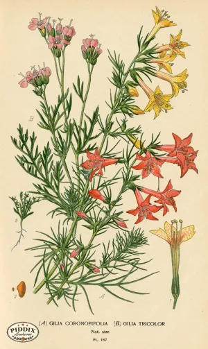 PDXC4034 -- Flowers