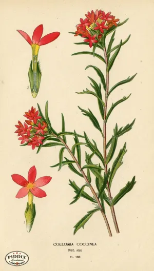 PDXC4035 -- Flowers