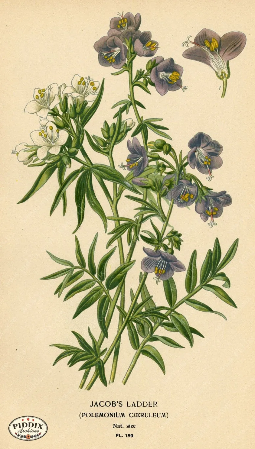 PDXC4036 -- Flowers