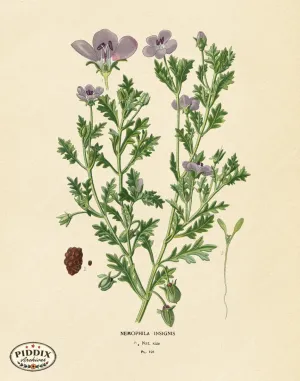 PDXC4038 -- Flowers
