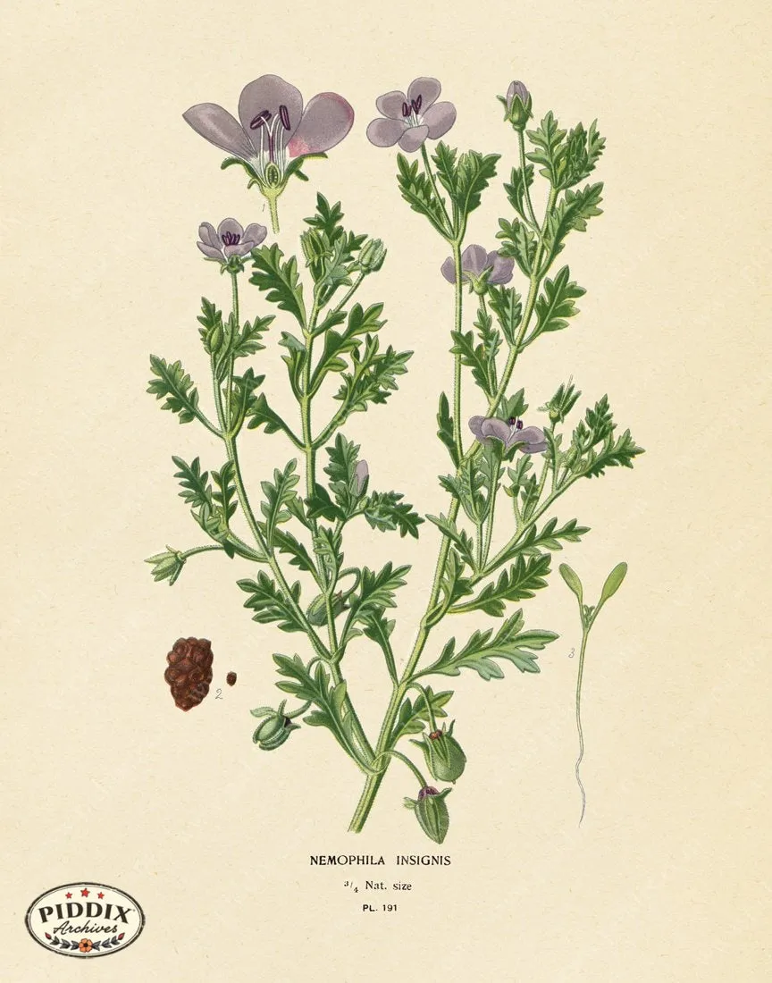 PDXC4038 -- Flowers