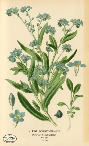 PDXC4041 -- Flowers