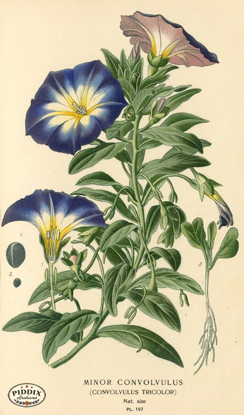 PDXC4044 -- Flowers