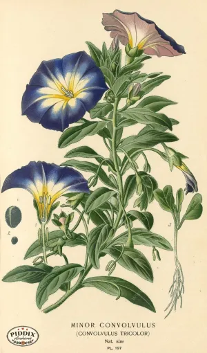 PDXC4044 -- Flowers