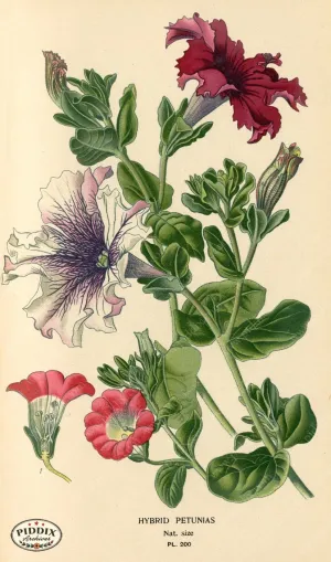 PDXC4047 -- Flowers
