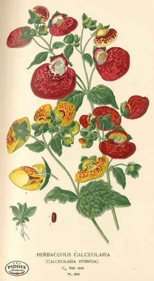 PDXC4050 -- Flowers