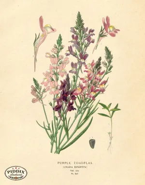 PDXC4053 -- Flowers