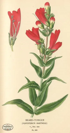 PDXC4054 -- Flowers