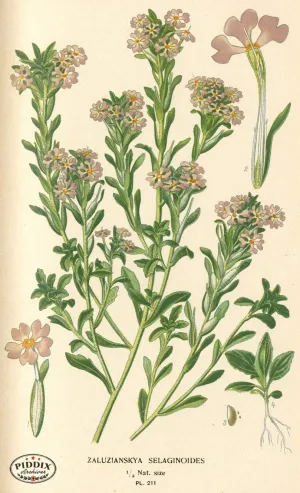 PDXC4056 -- Flowers