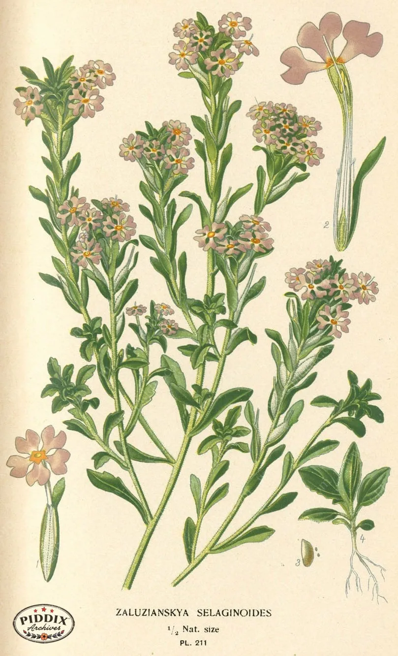 PDXC4056 -- Flowers